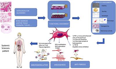 Frontiers Mesenchymal Stromal Cells Based Therapy In Systemic